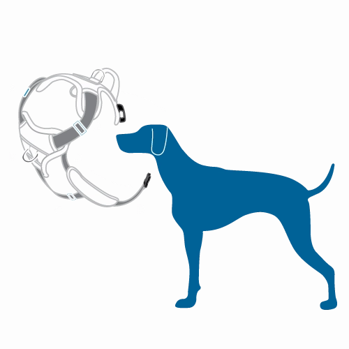 RC Pets Momentum Control Harness for Dogs in Parakeet
