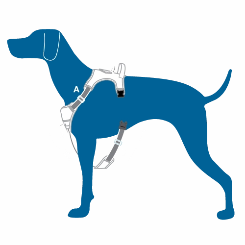 RC Pets Momentum Control Harness for Dogs in Parakeet
